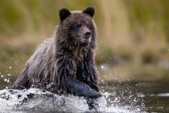 Digital-Nature_Leah-Gray_Canada_Running-to-Mom_PAGB-Ribbon