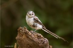 Digital-Nature_Lesley-Betts_England_Juvenile-Long-Tailed-Tit_