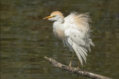 Digital-Nature_Lesley-Simpson_Scotland_Cattle-Egret-Fluffing-Its-Feathers_