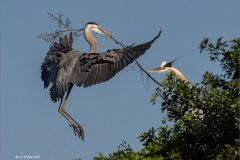Digital-Nature_Lin-Wyles_England_Blue-Herons-Nesting_