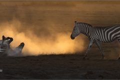 Digital-Nature_Lin-Wyles_England_Dust-Bath_