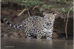 Digital-Nature_Linda-Cowen_Wales_Jaguar-in-River_