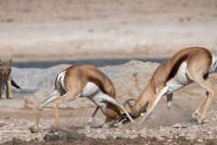 Digital-Nature_Lorraine-Clifton_England_Jackel-Awaiting-the-Outcome-of-Springbok-Battle_GPU-Silver-Medal