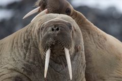 Digital-Nature_Lorraine-Clifton_England_Walrus-on-the-Beach-1_