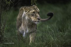 Digital-Nature_Lorraine-Pinder_England_Asiatic-Lioness_