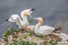 Digital-Nature_Lynda-Haney_England_A-Gift-of-Flowers_
