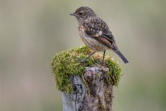 Digital-Nature_Lynda-Haney_England_Juvenile-Stonechat_
