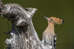 Digital-Nature_Marcel-Van-Balken_Netherlands_Hop2_