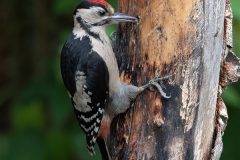 Digital-Nature_Marj-Freeston_England_Greater-Spotted-Finding-Grub_