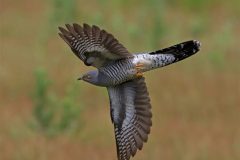 Digital-Nature_Mary-Pears_England_Cuckoo-in-Flight_