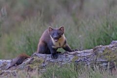 Digital-Nature_Mary-Pears_England_Startled-Pine-Marten_
