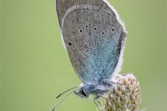 Digital-Nature_Massimiliano-Malisan_England_Small-Blue_