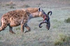 Digital-Nature_Maureen-Toft_England_Hyena-with-Buffalo-Horns_