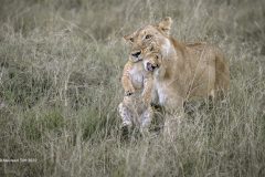Digital-Nature_Maureen-Toft_England_Lioness-Carrying-Cub_