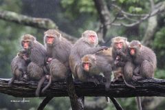 Digital-Nature_Mei-Lan-Lin_Taiwan_Taiwan-Macaque-Family-01_