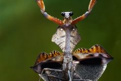 Digital-Nature_Meng-Chiu-Monica-Chen_Taiwan_Idolomantis-Diabolica_