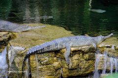 Digital-Nature_Mohammad-Ali-Salim_United-States_Alligator-at-Waters-Edge_