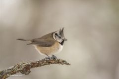 Digital-Nature_Monica-Doshi_England_Crested-Tit-Singing_PAGB-Ribbon