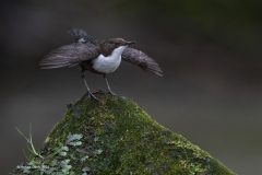 Digital-Nature_Monica-Doshi_England_Displaying-Dipper_
