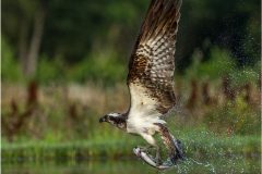 Digital-Nature_Neville-Thomas_Wales_Osprey-with-Fish_