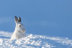 Digital-Nature_Paul-Fowlie_England_On-Guard_