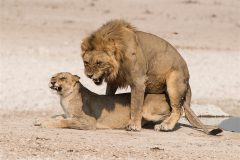 Digital-Nature_Peter-McCloskey_England_Mating-Lions_