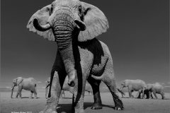 Digital-Nature_Peter-Wyles_England_Bull-Elephant_
