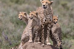 Digital-Nature_Peter-Yendell_England_Cheetah-Look-Out_
