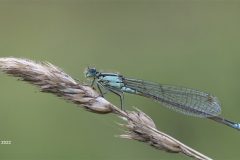 Digital-Nature_Phil-Peat_England_Blue-Tailed-Damselfly-on-Grass_