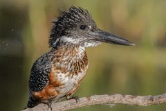 Digital-Nature_Pieter-Swart_South-Africa_The-Giant_