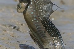 Digital-Nature_Potse-Chen_Taiwan_Mudskipper-Jump-7253_