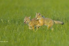 Digital-Nature_Qiuqing-Mu_China_happy-childhood_