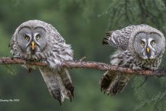 Digital-Nature_Qiuqing-Mu_China_look-forward-to_