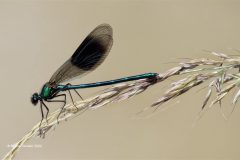 Digital-Nature_Rachel-Domleo_England_Banded-Demoiselle_