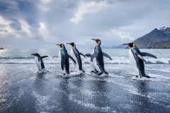 Digital-Nature_Ray-Hems_England_Dawn-Patrol_