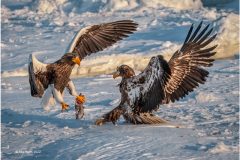 Digital-Nature_Ray-Hems_England_Fish-Fight_