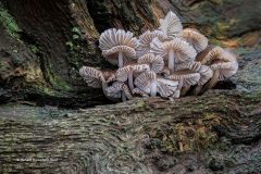 Digital-Nature_Richard-Broomfield_England_Clustered-Bonnets-II_