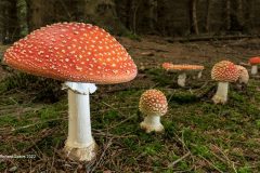 Digital-Nature_Richard-Speirs_England_Fly-Agaric-1_Dave-Coatess-Medal