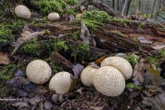 Digital-Nature_Richard-Speirs_England_Lycoperdon-Perlatum-B_