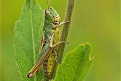 Digital-Nature_Robert-Gerald-Tunstall_England_Common-Green-Grass-Hopper_