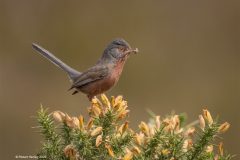 Digital-Nature_Robert-Harvey_England_Dartford-Warbler_