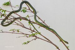 Digital-Nature_Robert-Purdy_Wales_Golden-Tree-Snake-Se-Asia_