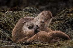 Digital-Nature_Robert-Weldon-Humphreys_Scotland_A-Touching-Moment_