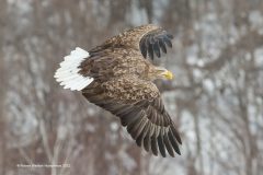 Digital-Nature_Robert-Weldon-Humphreys_Scotland_White-Tailed-Eagle_