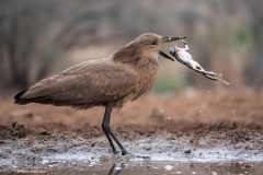 Digital-Nature_Robin-Price_England_Hamerkop-with-Toad_PSA-Ribbon