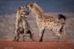 Digital-Nature_Robin-Price_England_Hyena-Skirmish_GPU-Gold-Medal