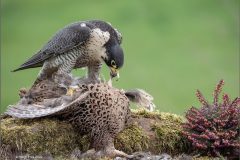 Digital-Nature_Robin-Price_England_Peregrine-on-Pheasant_FIAP-Ribbon