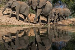 Digital-Nature_Roger-Creber_England_Elephants-at-Water-hole_