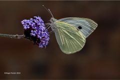 Digital-Nature_Roger-Paxton_England_Small-White-Butterfly_