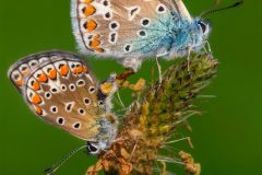 Digital-Nature_Ruediger-Schulz_Germany_Blue-Mating_